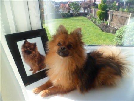 Pomeranian nicely groomed